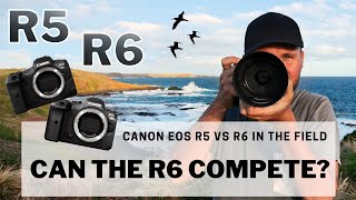 EOS R5 vs R6 In The Field  - Can The R6 Compete? Bird Photography Review