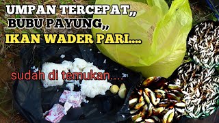 UMPAN TERCEPAT BUBU PAYUNG IKAN WADER