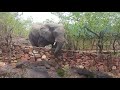 Deteema Springs Camp - Wildlife Sightings November 2020 - Elephants