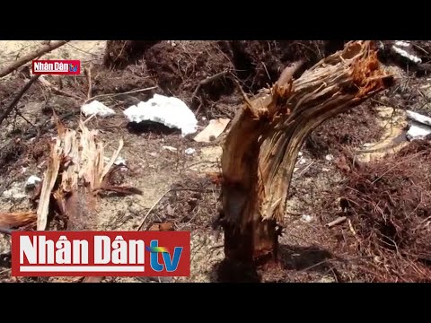 Video Bình Định phát hiện vụ phá rừng tại huyện Phù Mỹ - youtube