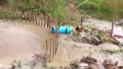 Anaconda snake trap using a chicken as bait
