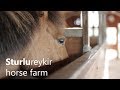 Sturlureykir horse farm in West Iceland