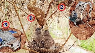 Birds Revenge it eats Snake Baby | Nature's Revenge | FULL VIDEO 1 | Nest