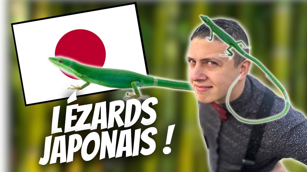 OH LA LONGUE QUEUE ! (Takydromus dorsalis) - [La Minute Animale - Ep 1]