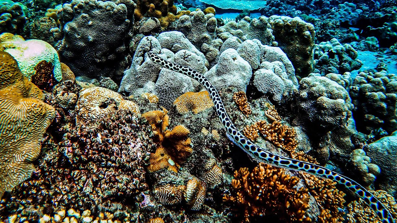 GoPro HERO 9 Best Underwater Photography Settings - Underwater Photography  - Backscatter