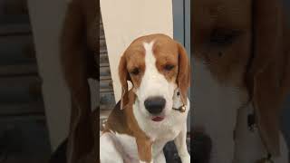 #beagle #viral #shorts#trendingshorts #trending #reels#cemara #youtubeshorts #funnyshorts #Junior