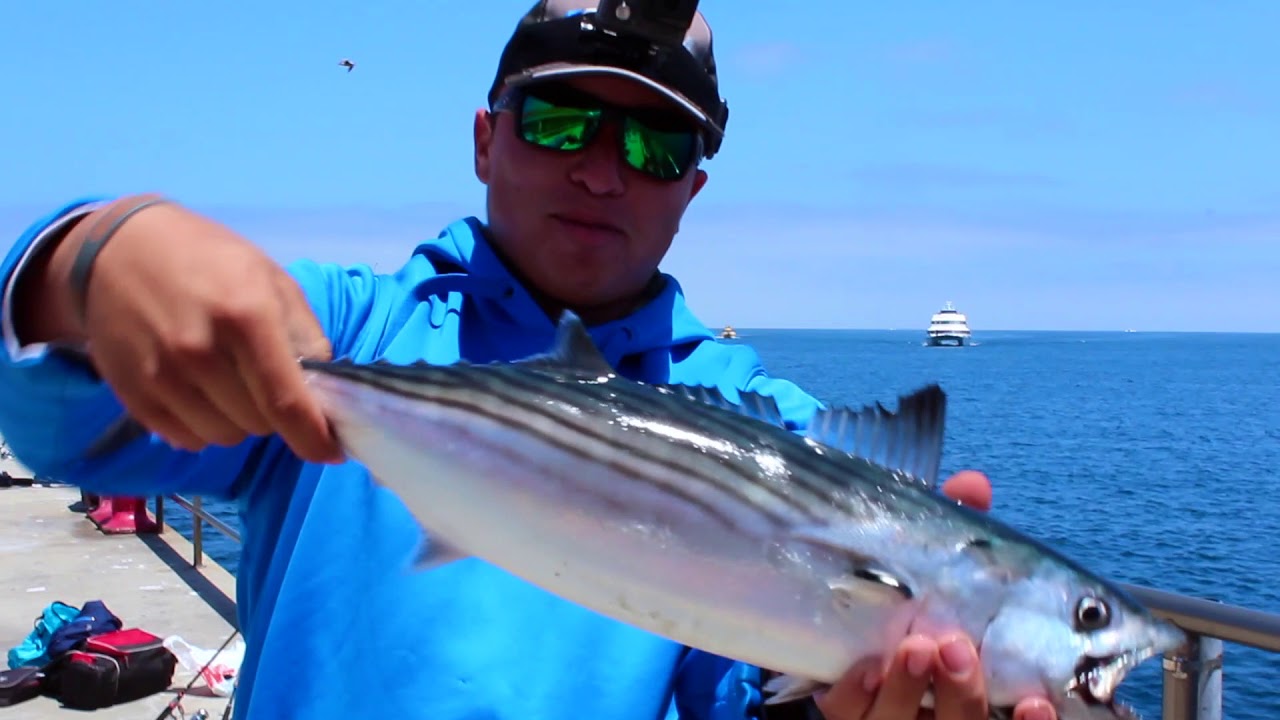 Topwater Bonito Fishing Fishing on Catalina Island ! YouTube
