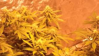 Update on the organic grow