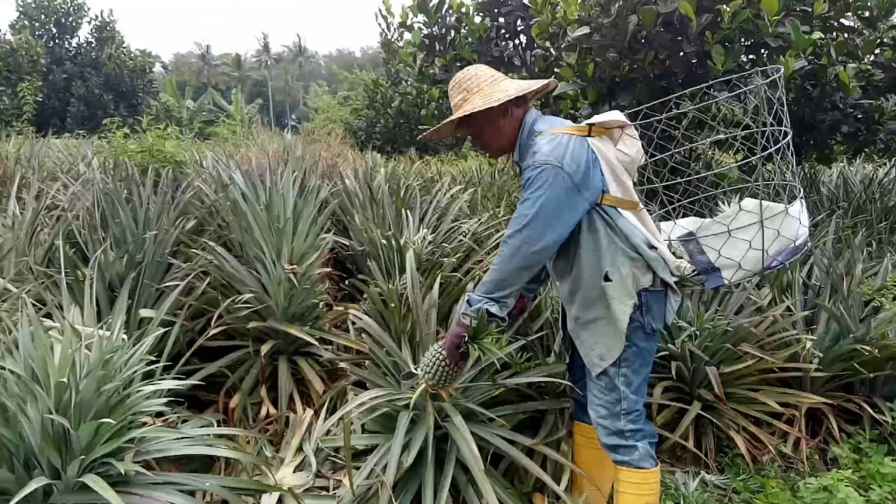 MD2 and Crystal Honey Pineapple YouTube