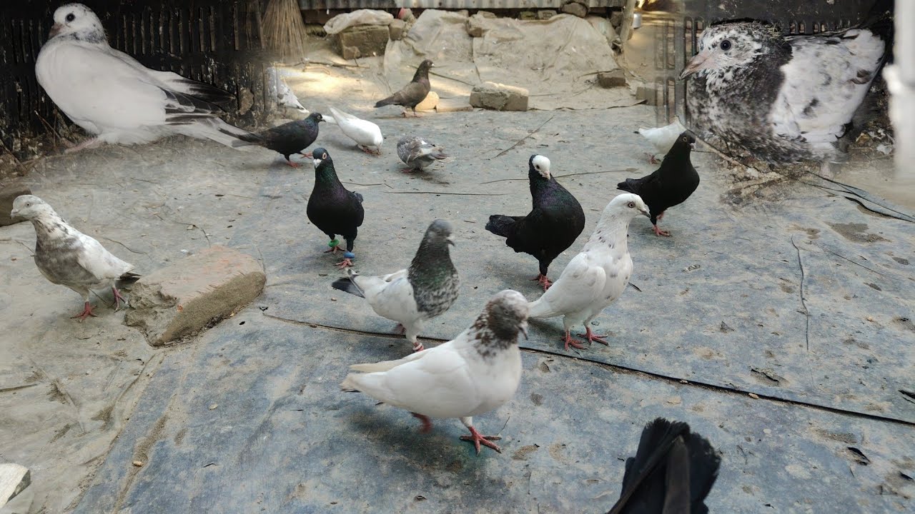 কবুতরের বাচ্চা দেখলাম 😊