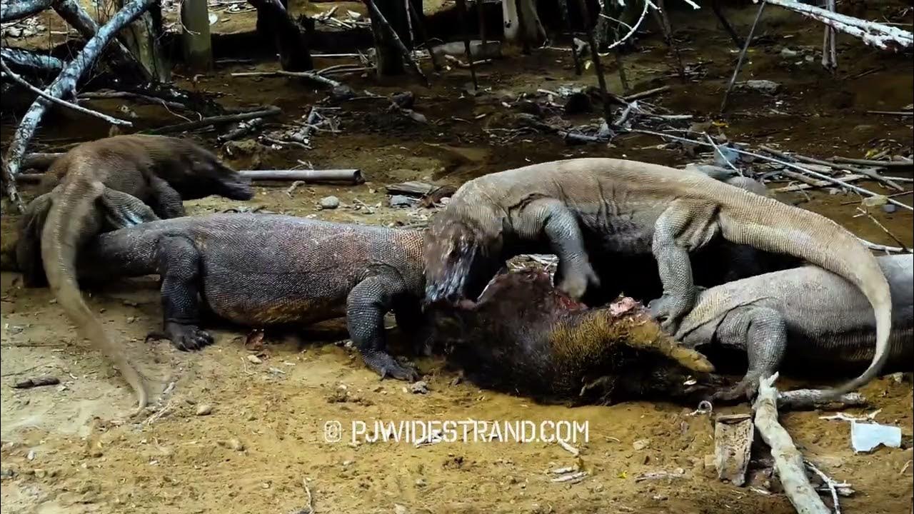 Komodo Dragons kill and eat wild boar!! - YouTube