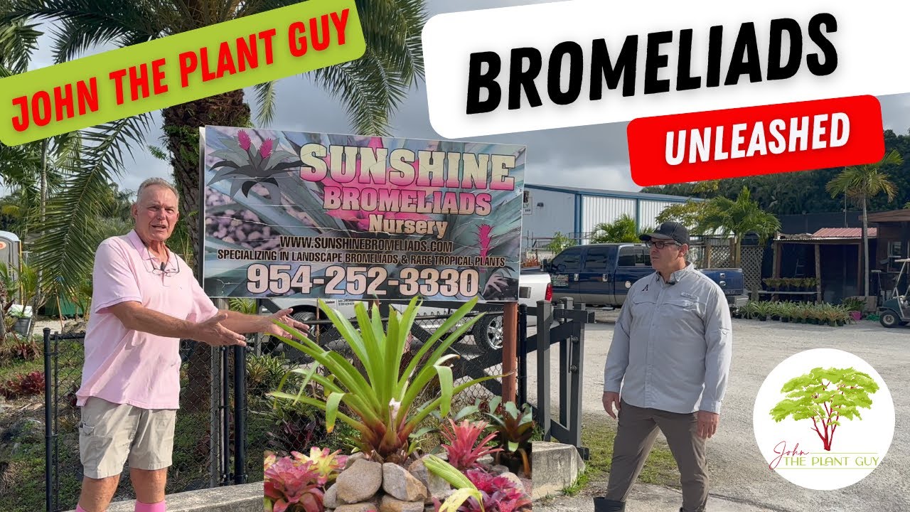 Sunshine Bromeliad Care Guide! (Grow, Propagate, Troubleshoot) with John The Plant guy