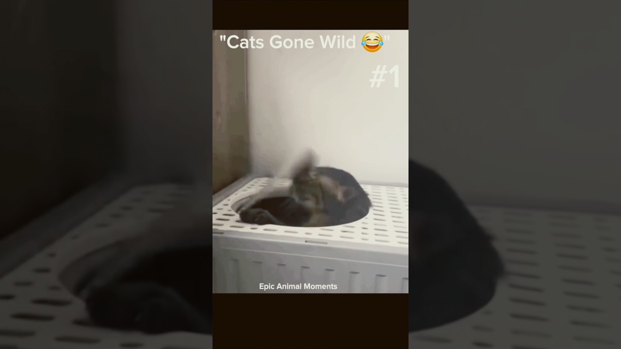 "Cats Gone Wild 😹 Funniest Cat Moments Ever!"