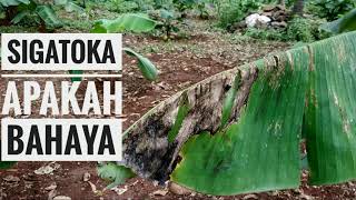 PENYAKIT DAUN PISANG SIGATOKA