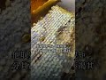 總被掏空,卻不敢休息?《郁離子》養蜂人:不竭其力 #Shorts