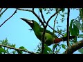 Tucaninho-de-nariz-amarelo / Black-Throated Toucanet (Aulacorhynchus atrogularis), Acre-Brasil.