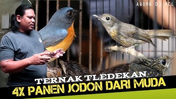 TERNAK TLEDEKAN JODOHAN DARI MUDA SUDAH 4X PANEN || Ternyata Harga Mandirianya Lumayan gaess