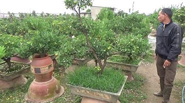 Quất cảnh quất bon sai Tứ Liên Hà Nội   Vườn quất bonsai Dương Sáu ĐT 0914 900 207   0915 095 856