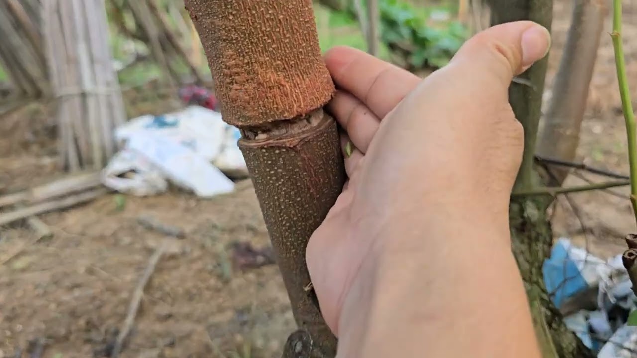 Xử Lý Ủ Hoa Cho Vườn Táo Đại Mật l Núi Đồi Lục Ngạn