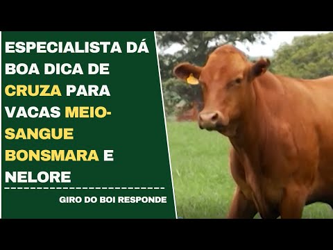 Especialista dá boa dica de cruza para vacas meio-sangue Bonsmara e Nelore | Giro do Boi -11/05/2022