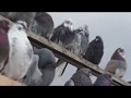 Торцовые голуби у Миши в Крыму 2018