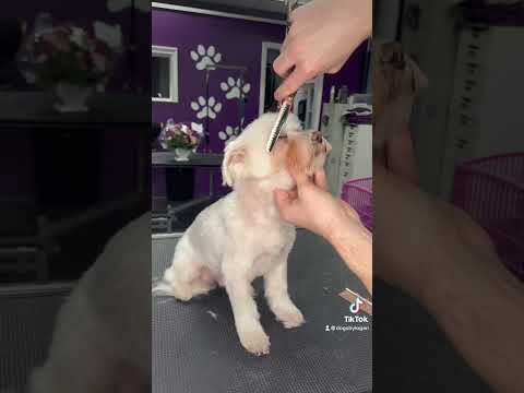 Video: Sådan Grooming Underbelly of Dogs