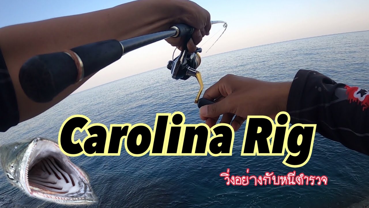 เอาคันตกหมึกมาเล่น แคโรไรน่าริก อจิ  อย่างมันส์. (ใครบอกใช่ร่วมกันไม่ได้)