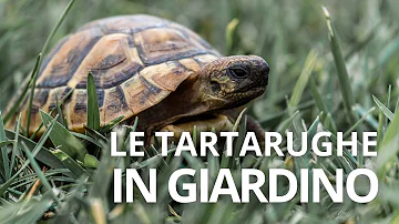 Come si tiene una tartaruga in giardino?