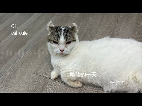 台南一天貓貓之旅 part2 財閥家的公子貓 擼貓好地方