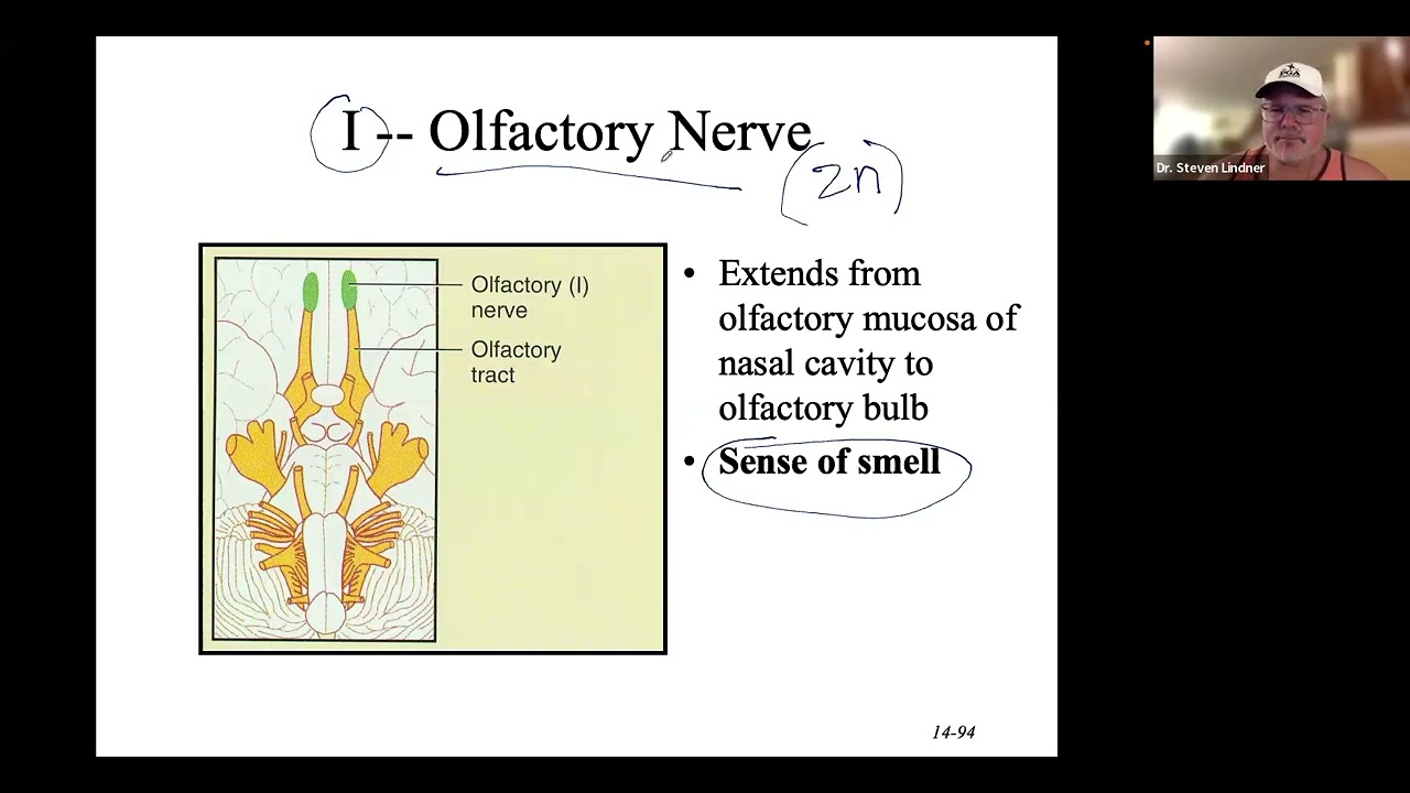 Brain- Alzheimer's, Concussion, Contusion, laceration  Cranial Nerve I and II