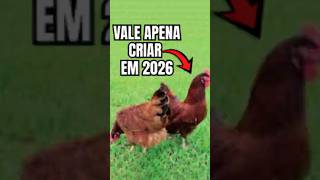Vale a Pena Criar Galinha Poedeira em 2026? Começamos do Zero!