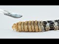 ガラガラヘビの尻尾に何が入ってるの? 実際に確認してみた