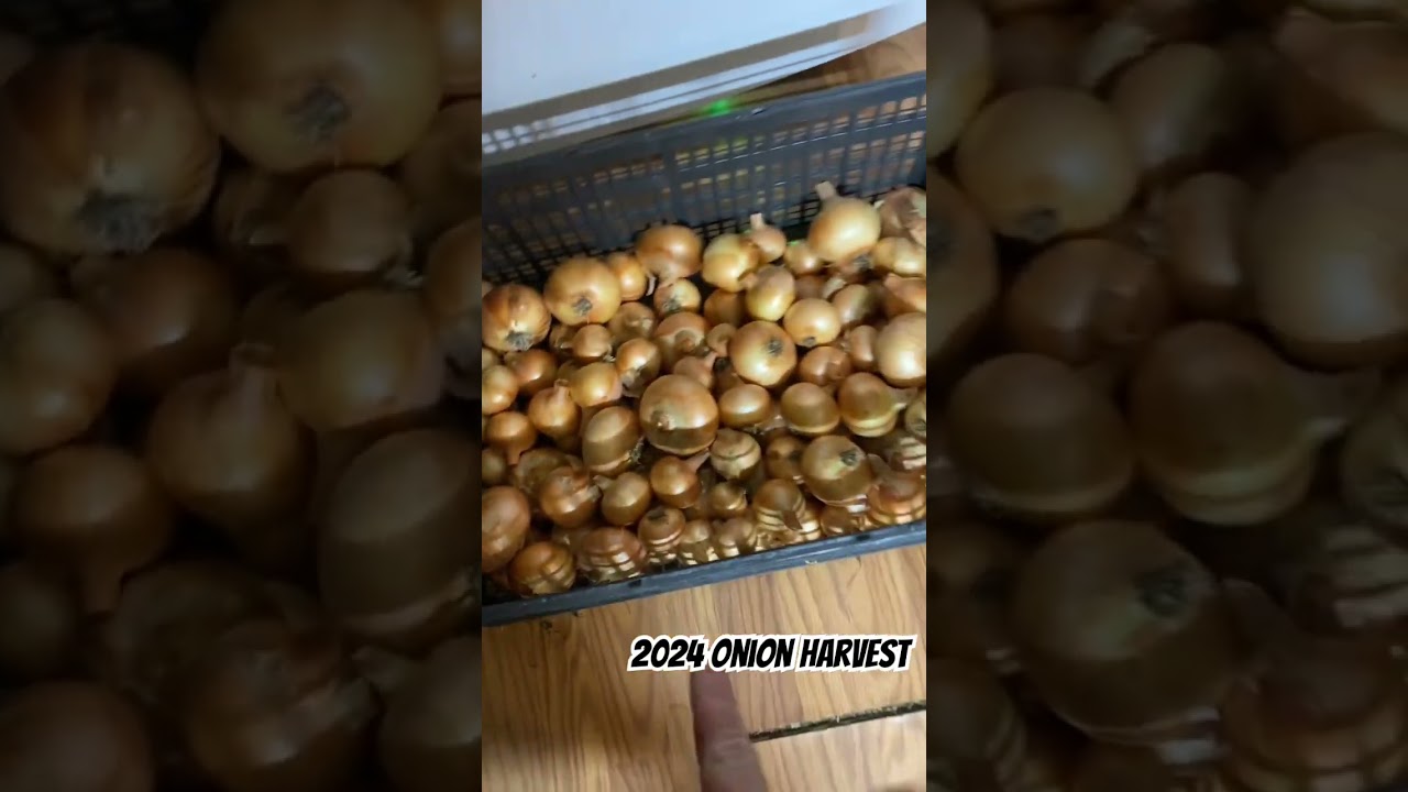 2024 onion harvest. 