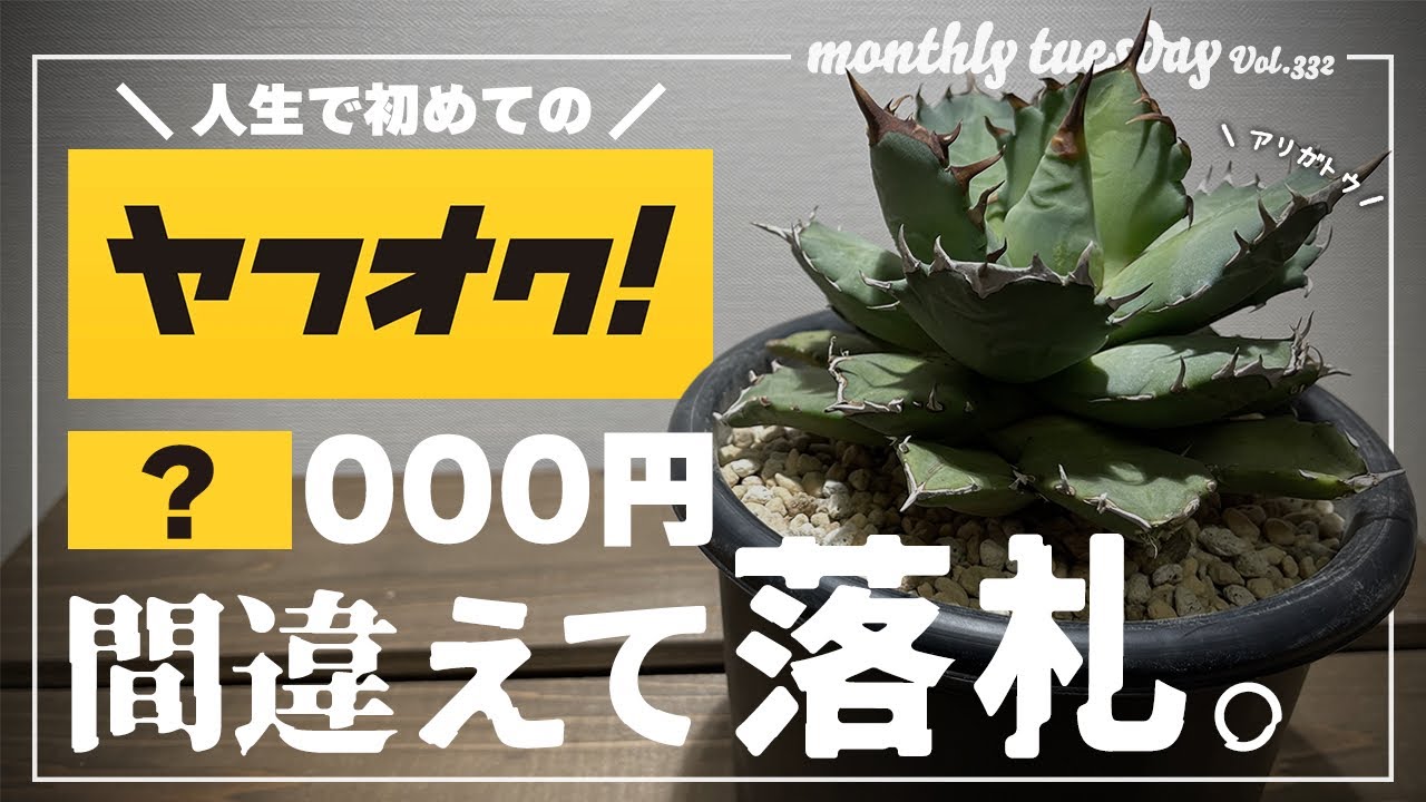 アガベ】初ヤフオクで初落札！スナグルトゥースを狙っていたはずなのに