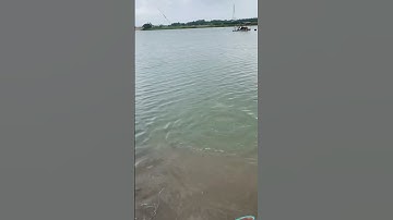 Săn Trôi củ hồ lò gạch- Hà Nam