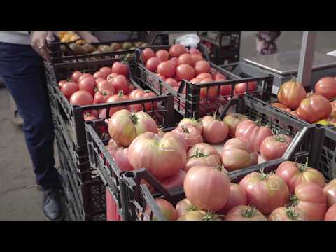 Video: Vai mani tomāti kļūs sarkani?