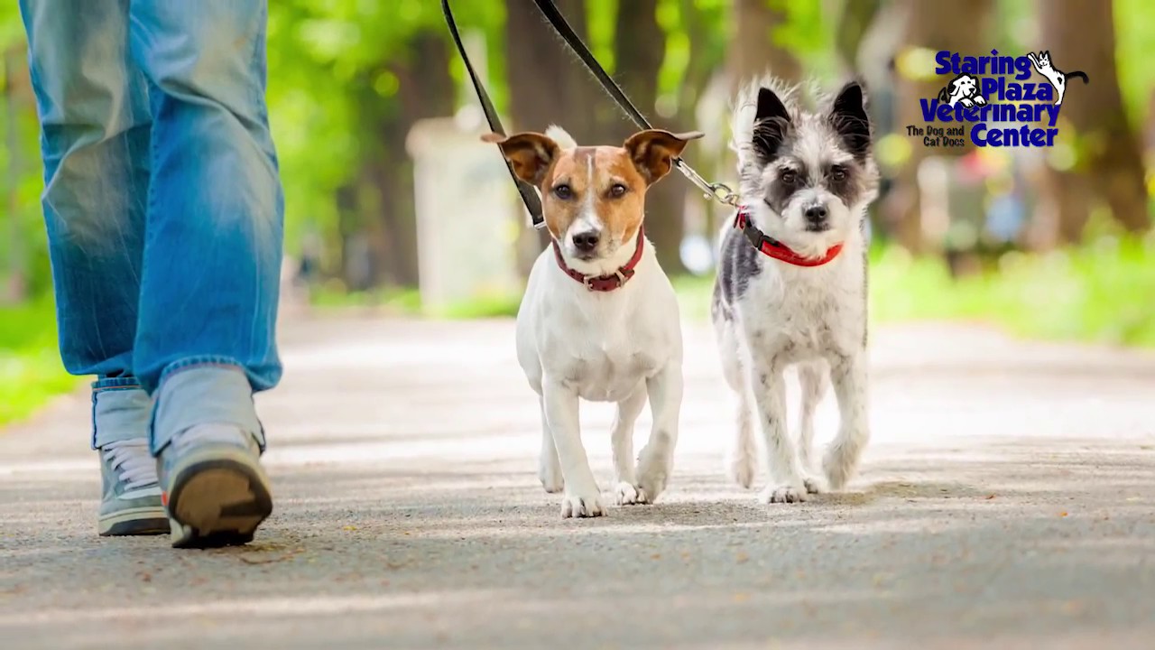 Primary Care Veterinarian in Baton Rouge Staring Plaza Veterinary