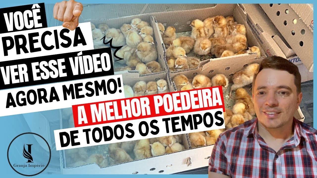 A melhor POEDEIRA CAIPIRA de todos os tempos - Novogen Brown