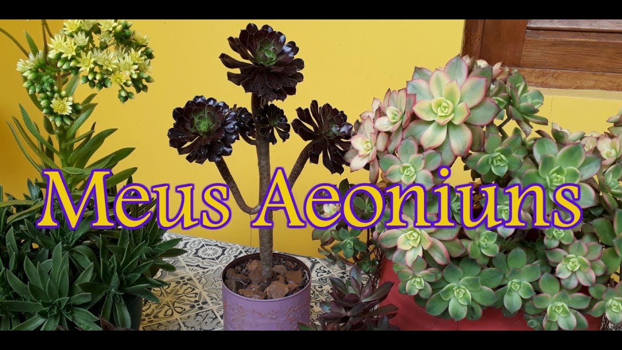 #COLEÇÃO AEONIUM E FORMA DE CULTIVO
