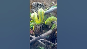 Green Tree Python pair bioactive naturalistic terrarium update! #greentreepython #snake #bioactive