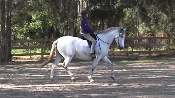 Exercise to align and supple your horse - Bend and Counter-bend