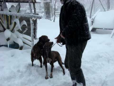 ochopintre.ge ჩაქირა