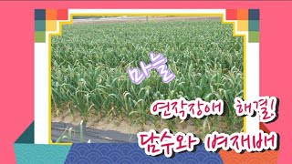 마늘 연작장애  해결ㅡ담수와 벼재배