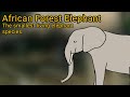 African Forest Elephant. The smallest living elephant species.