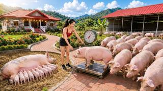 TIMELAPSE -- Mother Pig Gives Birth to a Litter, Selling the Piglets After 4 Months