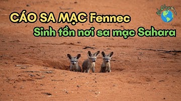 Tuổi Thọ Cáo Sa mạc Fennec: Cuộc Sống Sinh Tồn Đặc Biệt Nơi Hoang Dã Sahara