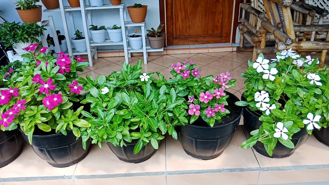 BUNGA VINCA PENYEJUK MATA 