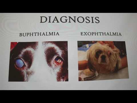 Proptosis in Dogs