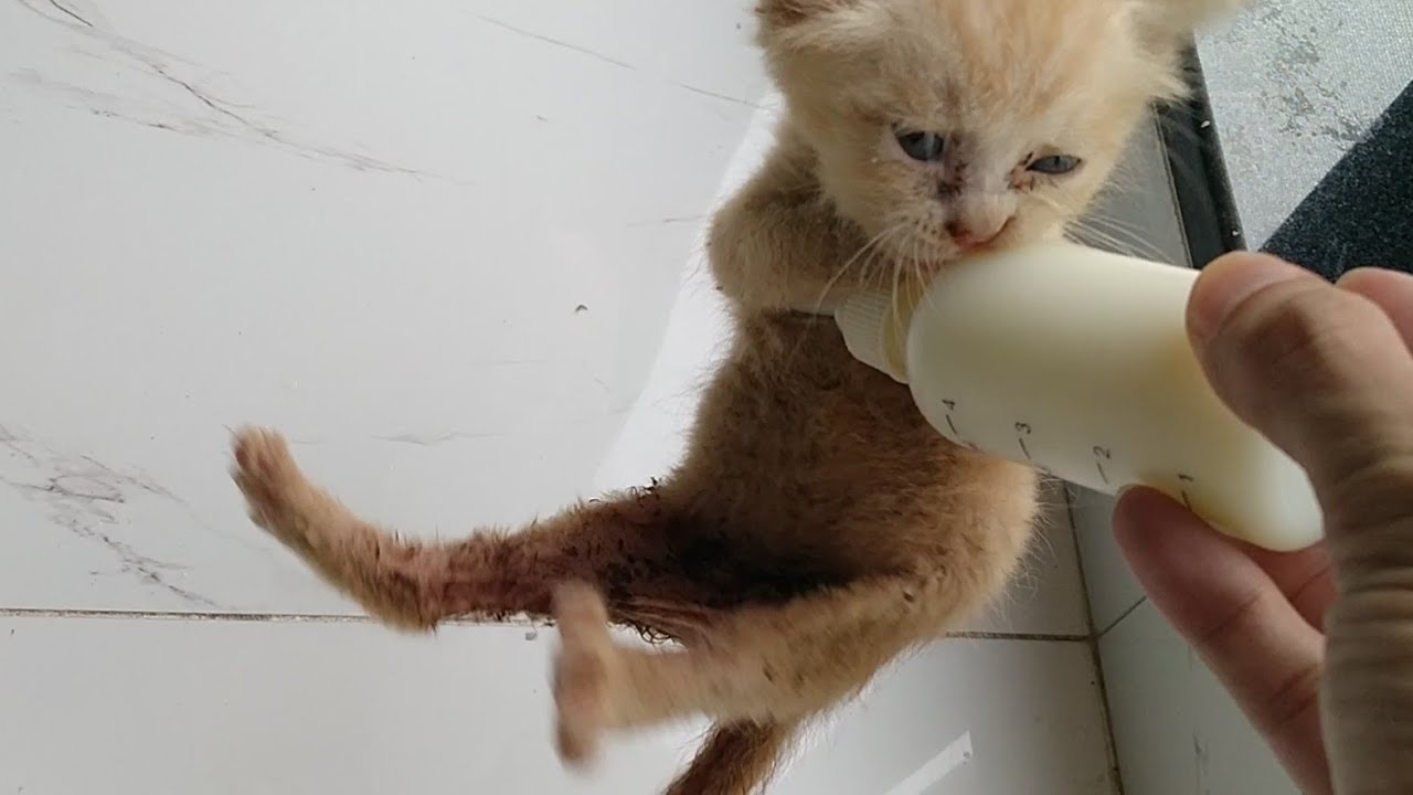 Dirty Dumped Kitten Got Angry For Not Giving Him Milk He Is Showing Emotions - Must Watch Reaction