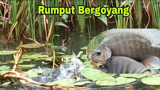 Masih belum bisa Move On!! Dari spot Rumput Bergoyang ini Tilapia modal kecil untung besar#cf_67